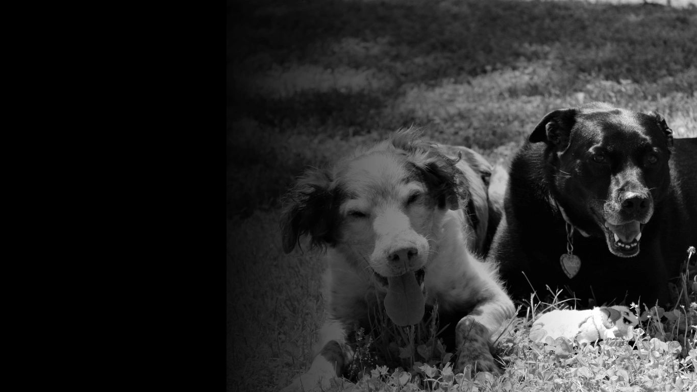 Blues Haven Overnight Dog Boarding in East Tennessee